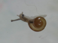 Snail, #7085 (Closeup)