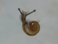 Snail, #7086 (Closeup)