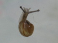 Snail, #7087 (Closeup)