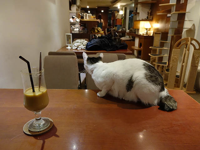 Cats of Minimal Cafe, #9802