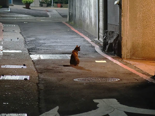 Cats of Taipei, #9830