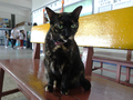 Cats of Houtong, #2355