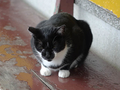 Cats of Houtong, #2360