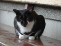 Cats of Houtong, #2361