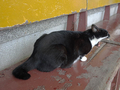 Cats of Houtong, #2364