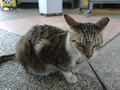 Cats of Houtong, #2369