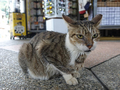 Cats of Houtong, #2370