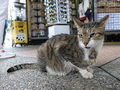 Cats of Houtong, #2371