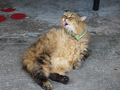 Cats of Houtong, MoggyCafe, #2392