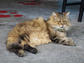 Cats of Houtong, MoggyCafe, #2393