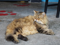 Cats of Houtong, MoggyCafe, #2394