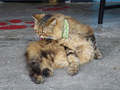 Cats of Houtong, MoggyCafe, #2396