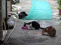 Cats of Houtong, #2440