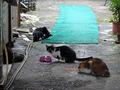 Cats of Houtong, #2441