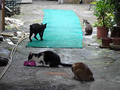 Cats of Houtong, #2442