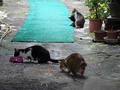 Cats of Houtong, #2443