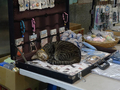 Cats of Houtong, #2518