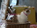 Cats of Houtong, #2524