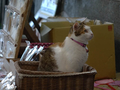 Cats of Houtong, #2525