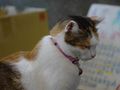 Cats of Houtong, #2530