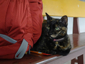 Cats of Houtong, #2580