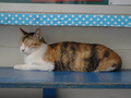 Cats of Houtong, #2583