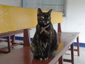 Cats of Houtong, #2594