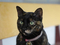 Cats of Houtong, #2596
