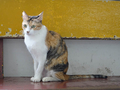 Cats of Houtong, #2598