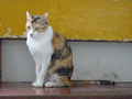 Cats of Houtong, #2599