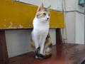 Cats of Houtong, #2600