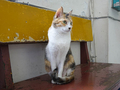 Cats of Houtong, #2601