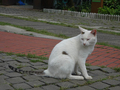 Cats of Houtong, #2705