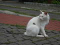 Cats of Houtong, #2706