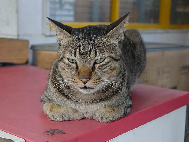 Cats of Houtong, #2728
