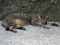 Cats of Houtong, #2739