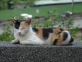 Cats of Houtong, #2745