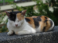 Cats of Houtong, #2746