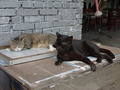 Cats of Houtong, #2749