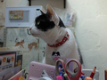 Cats of Houtong, 小蝦蝦＠Catwalk219, #3225