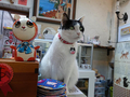 Cats of Houtong, 小蝦蝦＠Catwalk219, #3226
