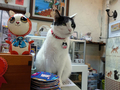 Cats of Houtong, 小蝦蝦＠Catwalk219, #3227