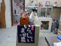 Cats of Houtong, 小蝦蝦＠Catwalk219, #3230