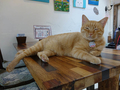 Cats of Houtong, 帥胖胖＠Catwalk219, #3234