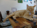 Cats of Houtong, 帥胖胖＠Catwalk219, #3235