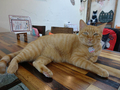 Cats of Houtong, 帥胖胖＠Catwalk219, #3237