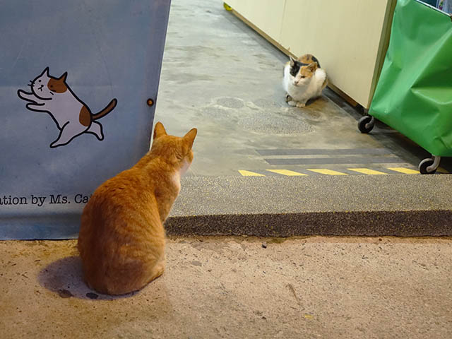 Cats of Houtong, #3370