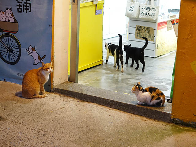 Cats of Houtong, #3371