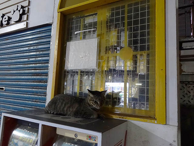 Cats of Houtong, #3378