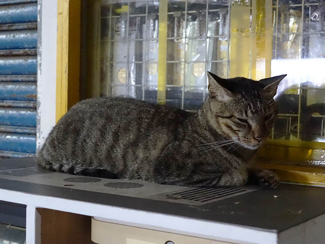 Cats of Houtong, #3379